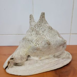 LOT 028: LARGE SHELL.